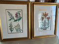 Pair of Johann Theodore de Bry prints